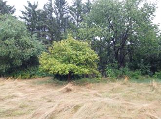 Niesky OT Kosel unbebaute gemischte Baufläche